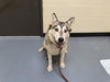 adoptable Dog in Denver, CO named ZURITA