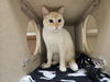 adoptable Cat in Denver, CO named BELLA
