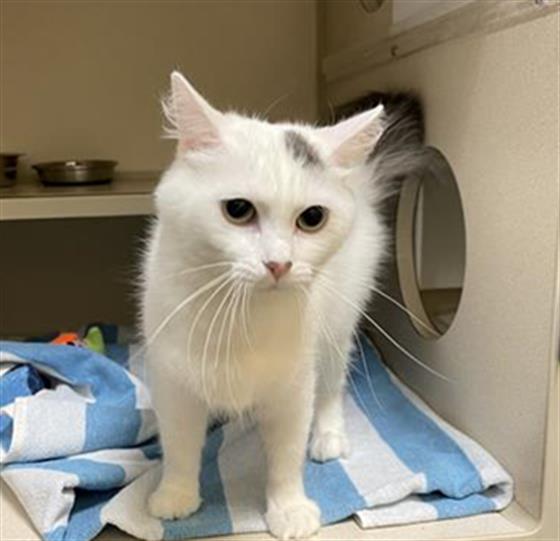 adoptable Cat in Denver, CO named CLOUD