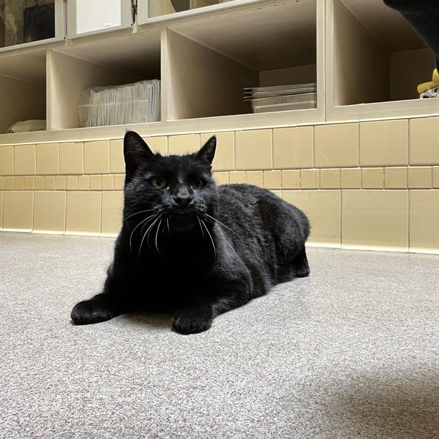 adoptable Cat in Denver, CO named CANDY CANE