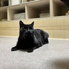 adoptable Cat in Denver, CO named CANDY CANE