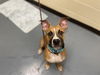adoptable Dog in  named COOPER