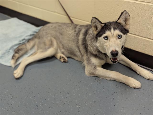 adoptable Dog in Denver, CO named CIELO