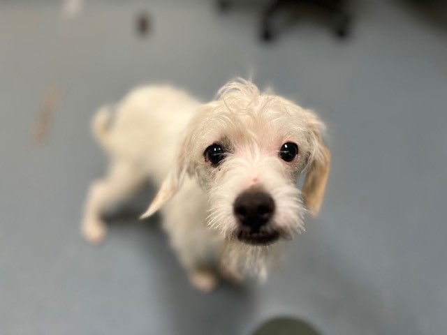 adoptable Dog in Denver, CO named NANO