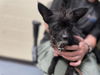 adoptable Dog in  named GIGABYTE