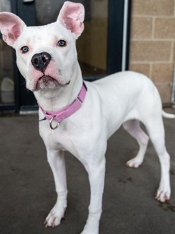 adoptable Dog in Denver, CO named ASPEN