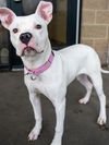 adoptable Dog in  named ASPEN