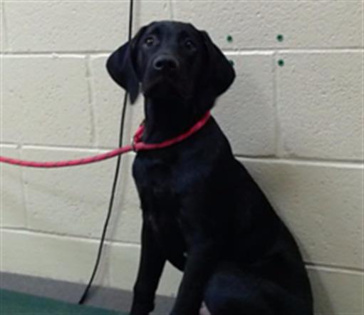 adoptable Dog in Denver, CO named LUKE SKYWALKER