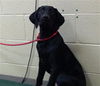 adoptable Dog in ,  named LUKE SKYWALKER