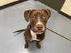 adoptable Dog in ,  named DALLAS