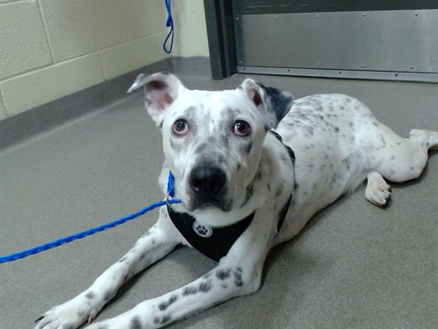 adoptable Dog in Denver, CO named TOSHIRO