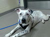 adoptable Dog in ,  named TOSHIRO
