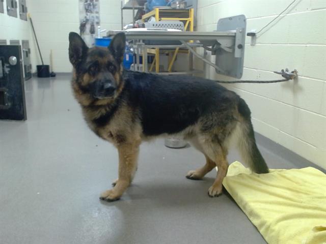 adoptable Dog in Denver, CO named ALLSPICE