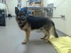 adoptable Dog in ,  named ALLSPICE