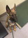 adoptable Dog in , CO named MICKEY
