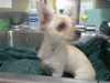 adoptable Dog in , CO named PINTO BEAN
