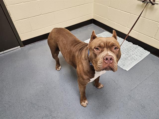 adoptable Dog in Denver, CO named GRAPEFRUIT