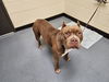 adoptable Dog in  named GRAPEFRUIT