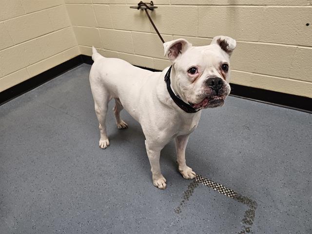 adoptable Dog in Denver, CO named KONG