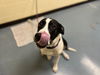 adoptable Dog in  named PIPPA