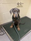 adoptable Dog in  named SIXTY SIX
