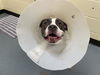 adoptable Dog in  named THIMBLE