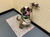 adoptable Dog in  named JACKFRUIT