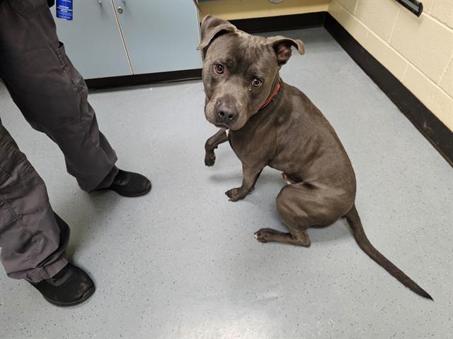 adoptable Dog in Denver, CO named COCONUT