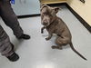 adoptable Dog in  named COCONUT