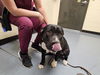 adoptable Dog in  named DUTCH