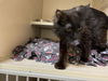 adoptable Cat in  named STEVEN