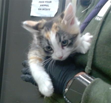 adoptable Cat in Denver, CO named TOPAZ