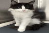 adoptable Cat in  named FRAN