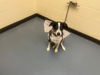 adoptable Dog in  named CLEMENTINE