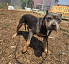 adoptable Dog in  named DAISY