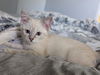 adoptable Cat in  named BLUE EYES WHITE DRAGON