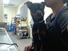adoptable Dog in  named CHARLIE