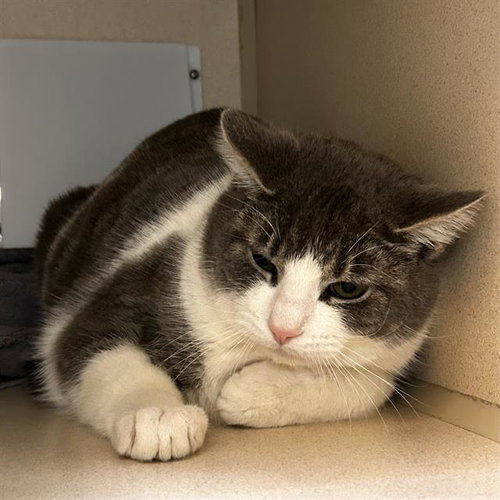 HOPPER GILMORE, an adoptable Domestic Medium Hair in Denver, CO