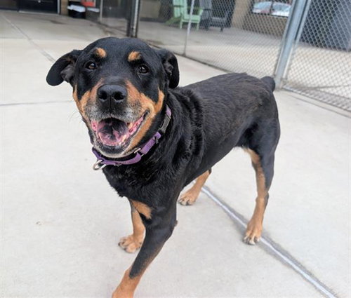 LADY, an adoptable Rottweiler in Denver, CO