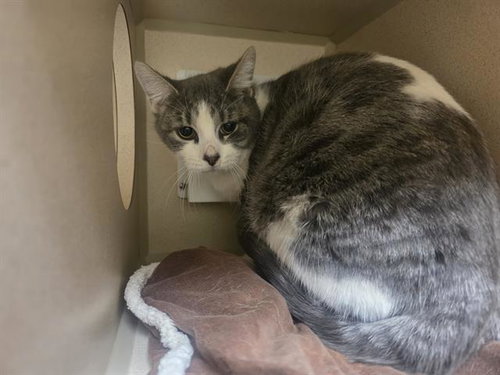 EGGO MY LEGGO, an adoptable Domestic Short Hair in Denver, CO
