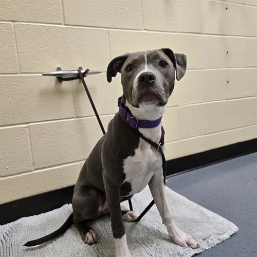 SKY, an adoptable Pit Bull Terrier in Denver, CO