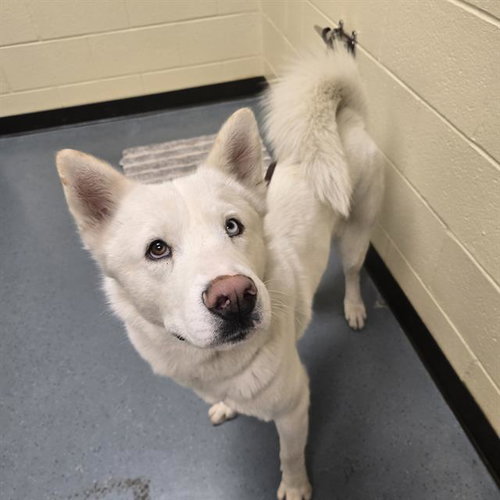 AOL, an adoptable Siberian Husky in Denver, CO