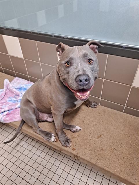 TODD, an adoptable American Pit Bull Terrier in Denver, CO