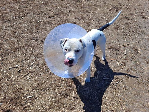 LAWRENCE, an adoptable American Staffordshire Terrier in Denver, CO