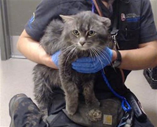 PUDDIN, an adoptable Domestic Long Hair in Denver, CO