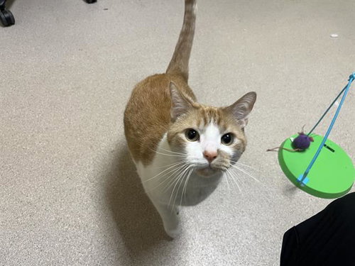 MALAKAI, an adoptable Domestic Short Hair in Denver, CO