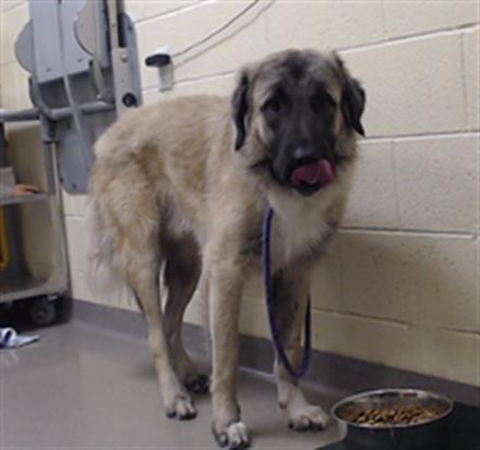 INBOX, an adoptable Anatolian Shepherd in Denver, CO