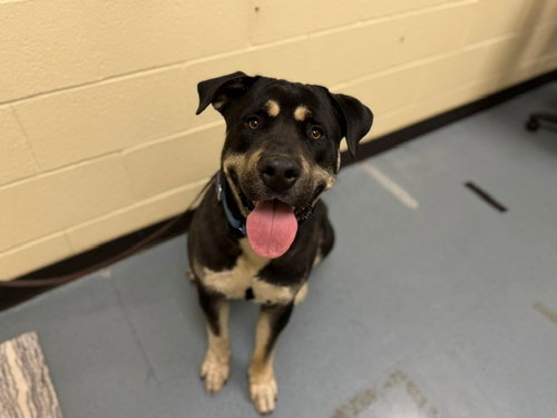 DR. ROBBY, an adoptable Rottweiler in Denver, CO