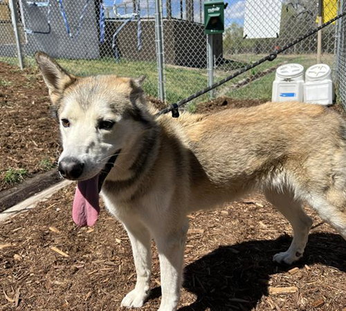 MICROSOFT WORD, an adoptable Siberian Husky in Denver, CO