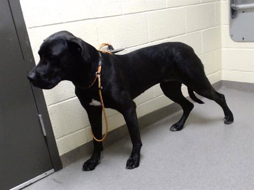 PASSION, an adoptable Great Dane in Denver, CO